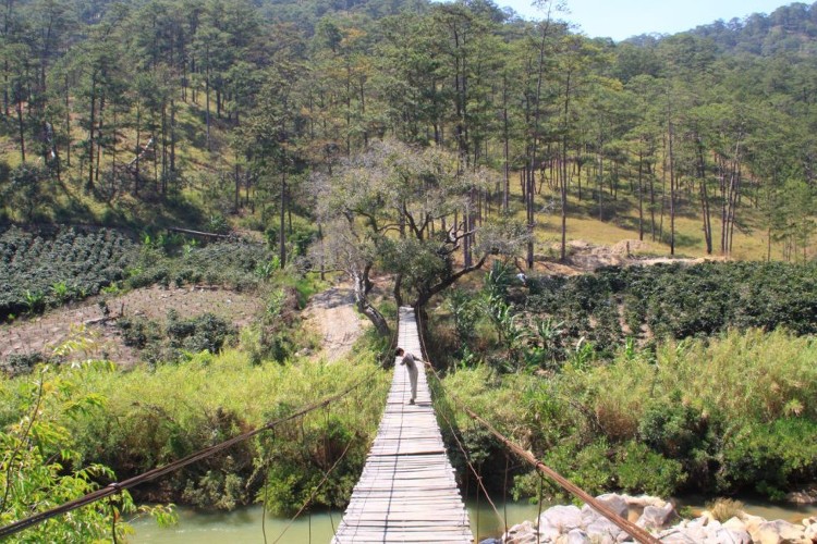 Cây cầu gỗ xuyên rừng Đà Lạt